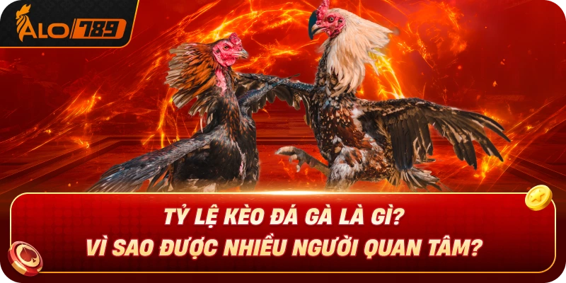 ty-le-keo-da-ga-la-gi-vi-sao-duoc-nhieu-nguoi-quan-tam